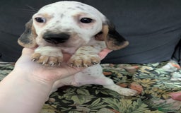 Mixed Breed dogs for sale: 10 week old bassest cocker spaniel cross puppies - Image 7