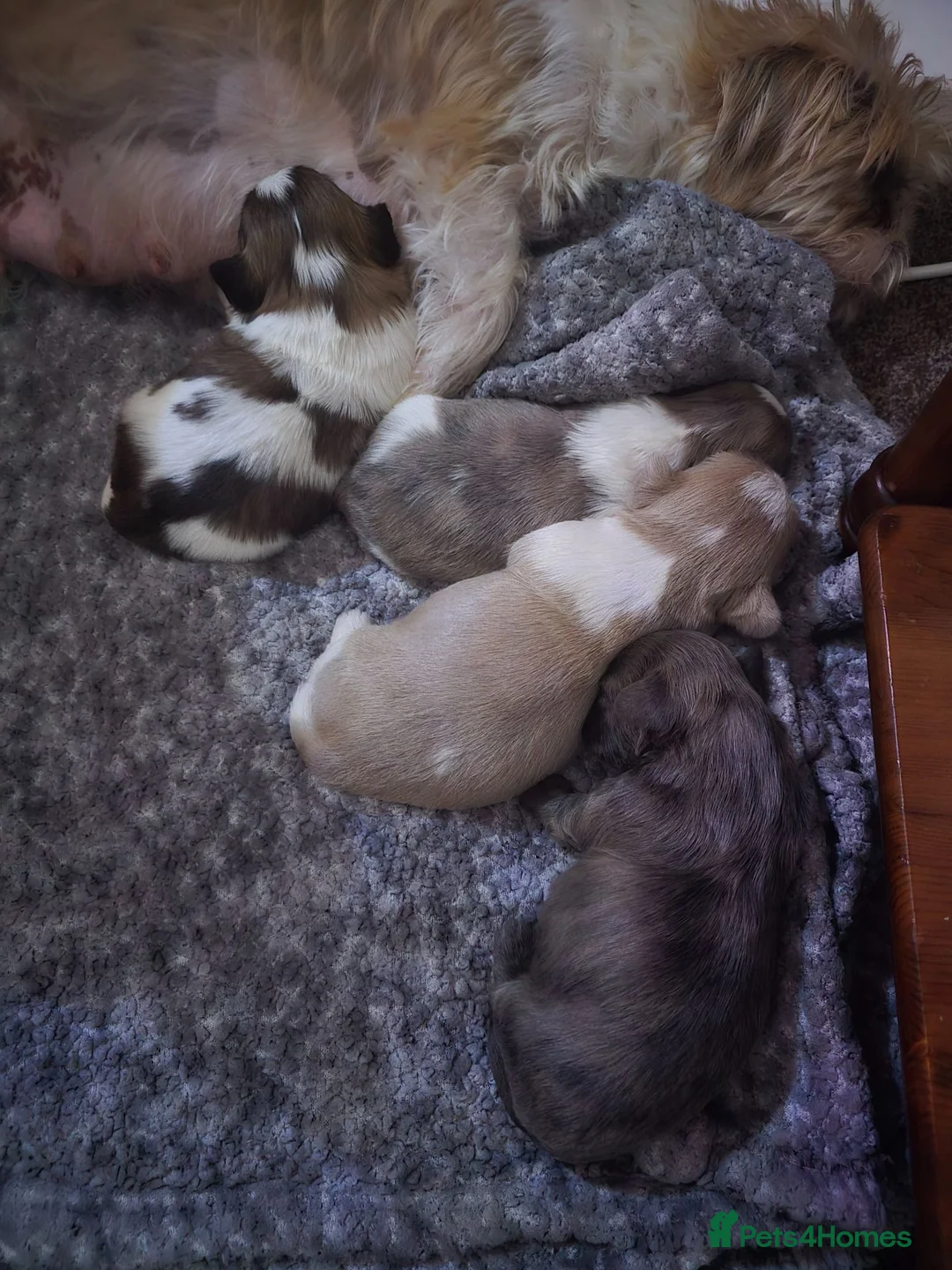 Shorkie dogs for sale: Shorkie puppies in Ferryhill - Advert 8
