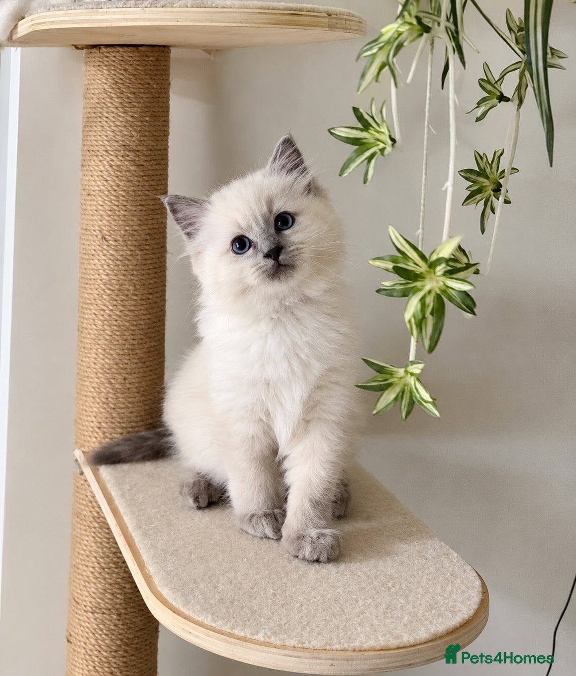 Ragdoll cats Champion Bred Sire stunning darkblue point kitten  - Advert 1