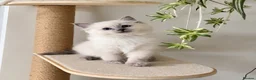 Ragdoll cats for sale: Champion Bred Sire stunning darkblue point kitten  - Advert 1