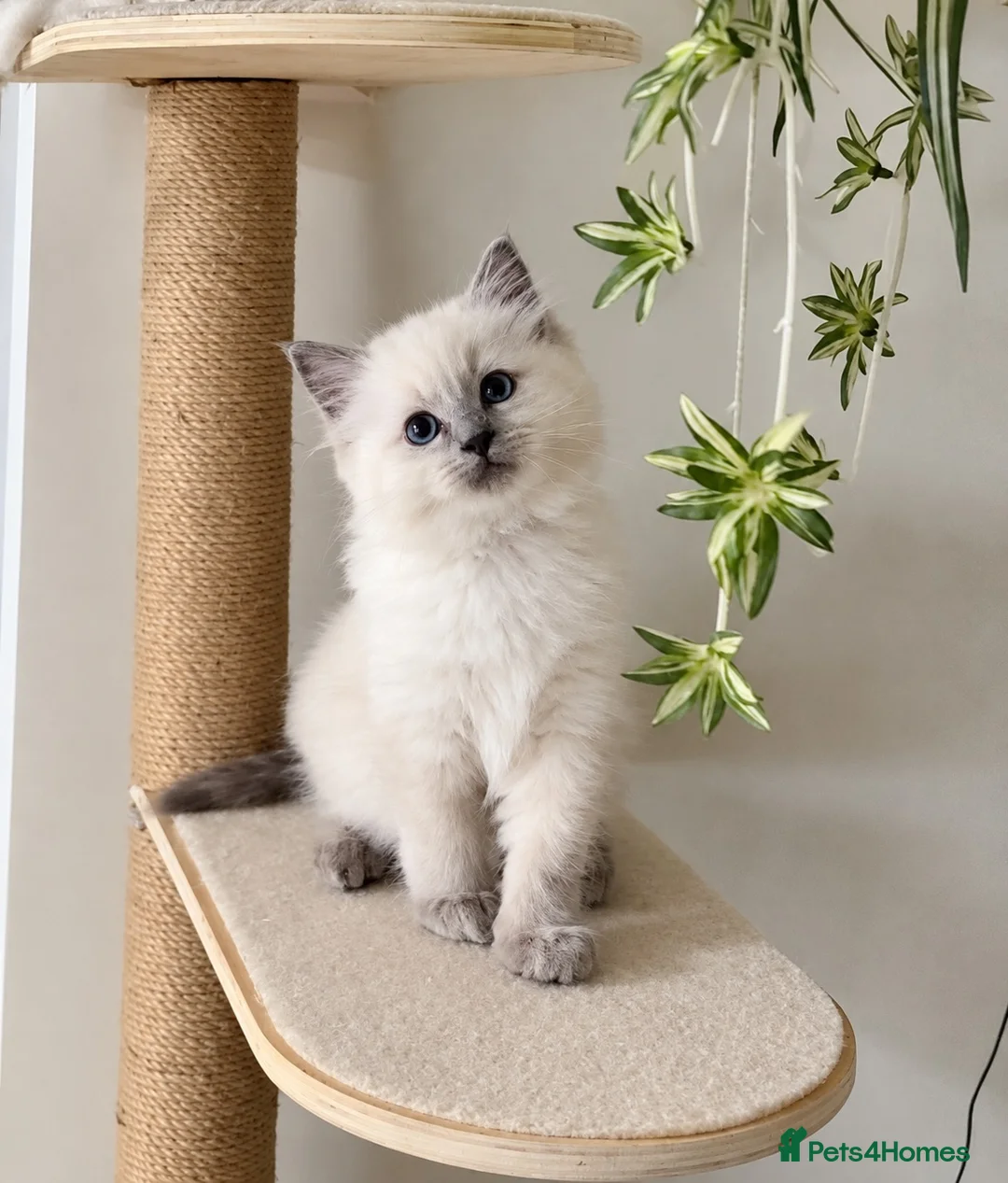 Ragdoll cats for sale: Champion Bred Sire stunning darkblue point kitten  - Advert 1