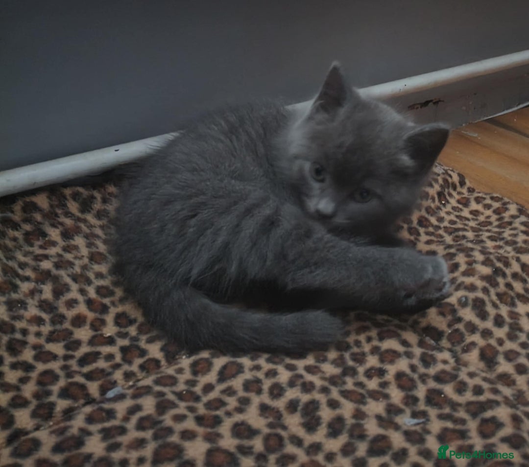 Domestic Shorthair cats for sale: 4 beautiful kittens for sale  - Advert 1