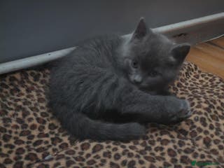 Domestic Shorthair cats 4 beautiful kittens for sale - Advert 13