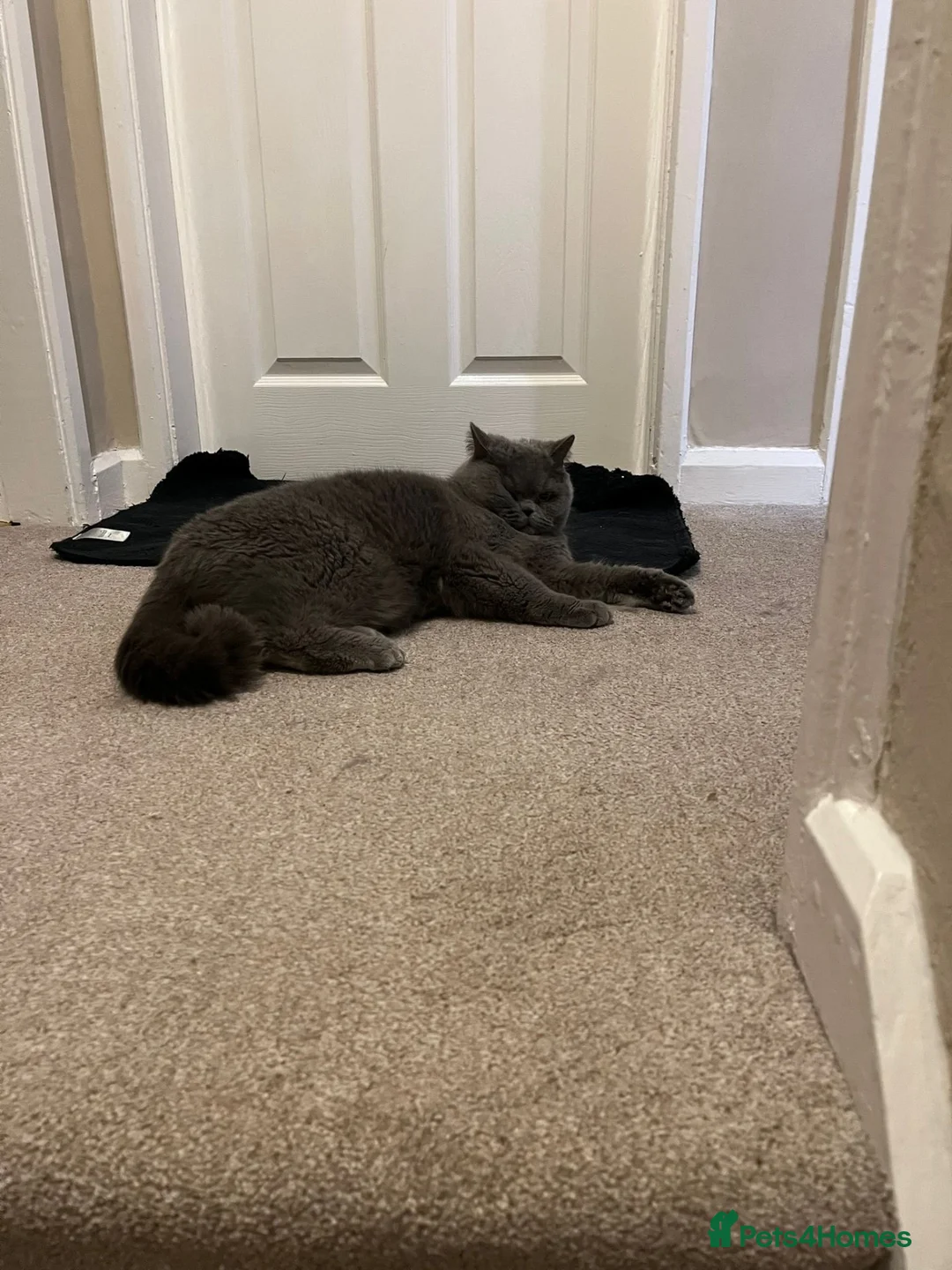 British Shorthair cats for sale: British short hair cats  in Stourport-on-Severn - Advert 5
