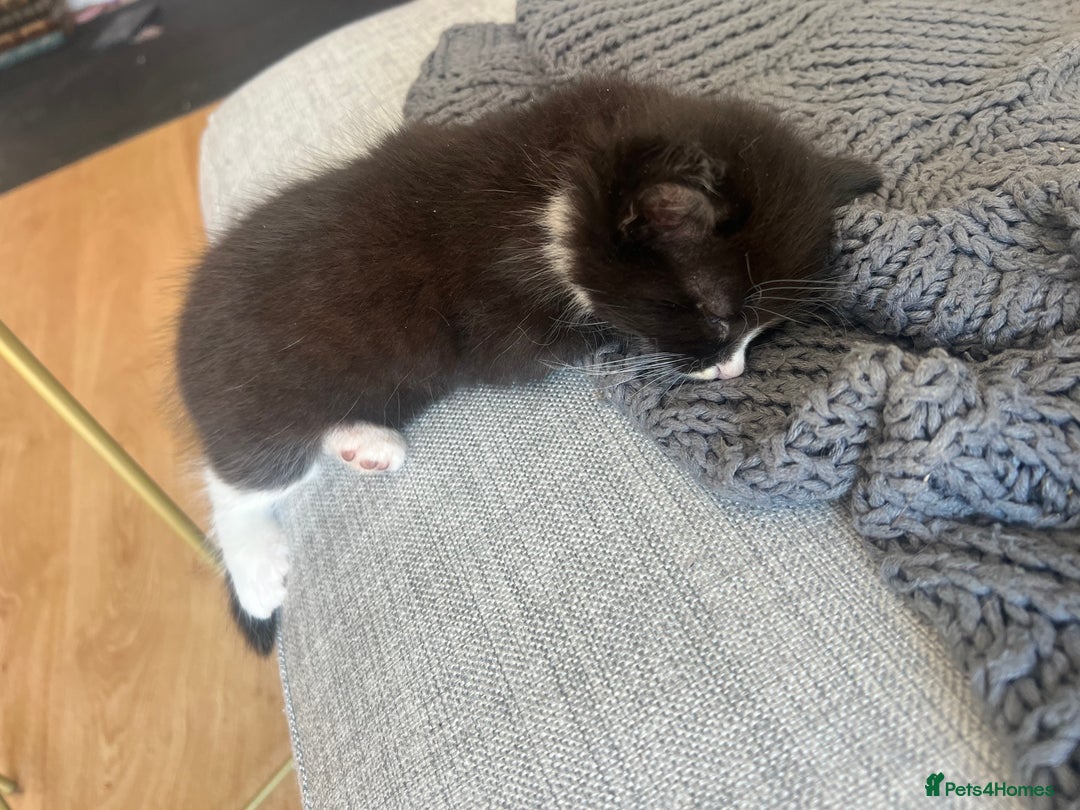Maine Coon cats for sale: 4 very fluffy kittens - Image 4