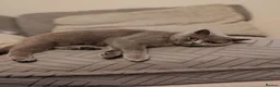 British Shorthair cats for sale: British shorthair  - Advert 7