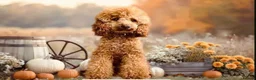 Cockapoo dogs for sale: AMAZING HEALTH CLEAR F1 COCKAPOO  - Advert 16