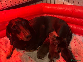 Miniature Dachshund dogs - Advert 24