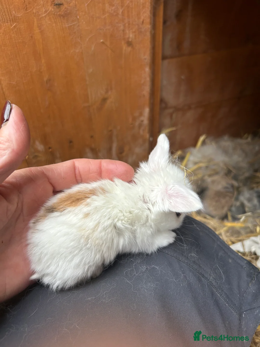 Mini Lop rabbits for sale: Beautiful baby mini lop bunnies ready March  - Advert 9