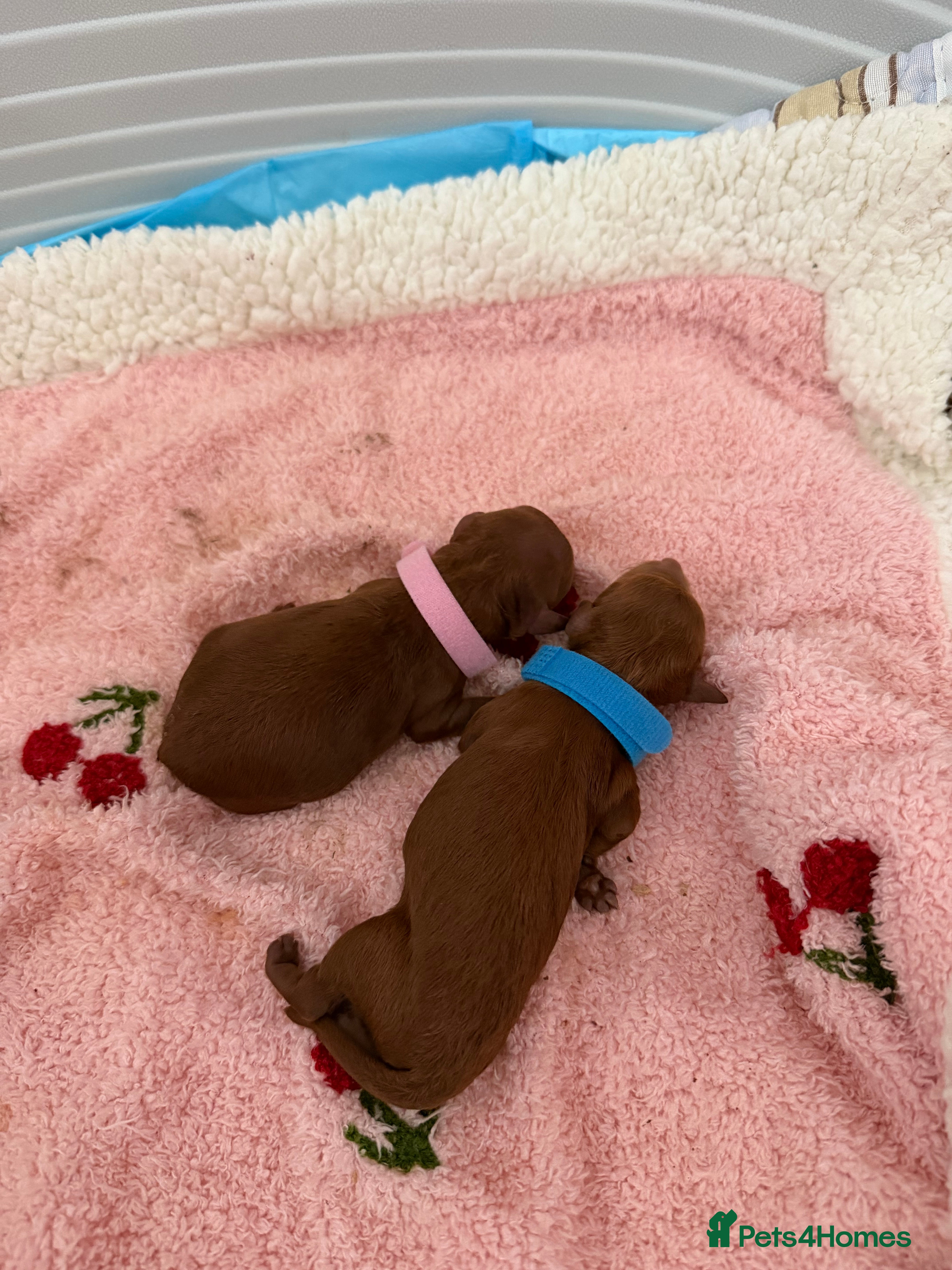 Poodle dogs New unbelievable😍 litter of 2 Asian poodle - Advert 5