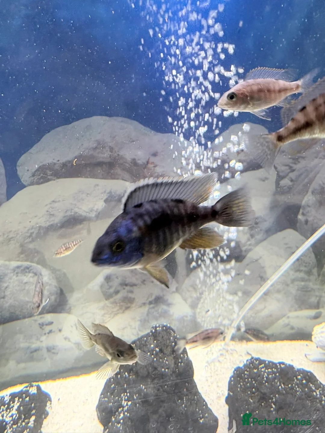 Cichlids fish for sale: Red sided and sulfur head cichlids  - Advert 5