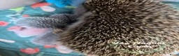 Pygmy Hedgehog rodents for sale: Baby African Pygmy Hedgehogs - multiple litters! - Advert 5