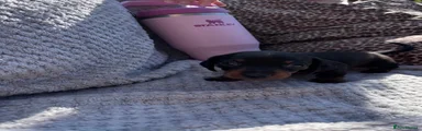 Miniature Dachshund 1