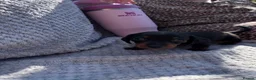 Miniature Dachshund dogs for sale: 4 Miniature Dashund Boys READY NOW in Blackburn - Advert 10