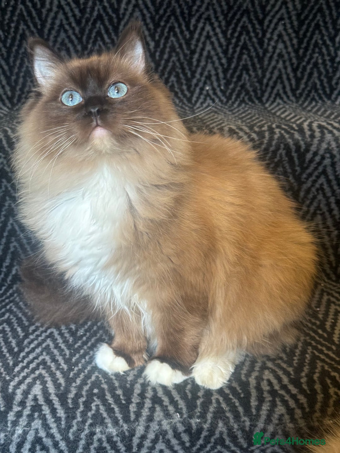 Ragdoll cats for sale: Rare Cherubim ragdolls lilac mink sepia smoke  - Image 6