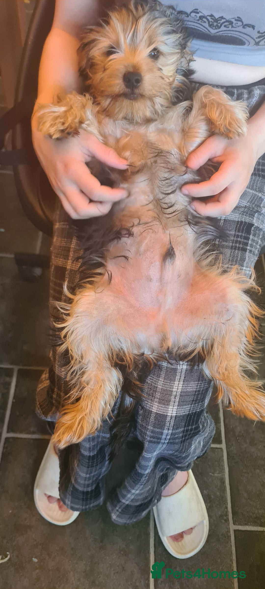 Yorkshire Terrier dogs for sale: Sweet natured boys - Image 7