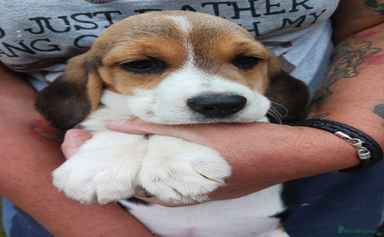 Beagle dogs - Advert 1