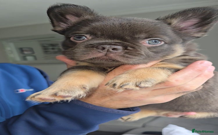 French Bulldog dogs - Advert 5