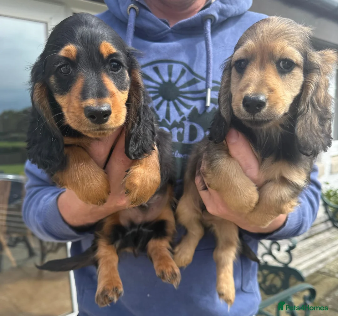Miniature Dachshund dogs for sale: KC reg, mini long dachshund puppies - Advert 1