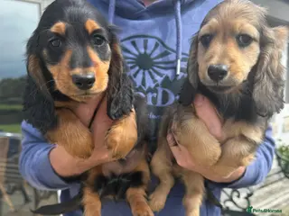 Miniature Dachshund dogs KC reg, mini long dachshund puppies - Advert 4