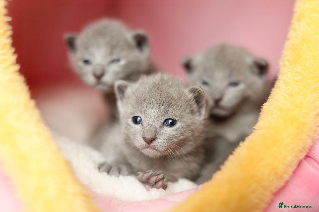 Russian Blue cats Pure Russian Blue Kittens Available to Reserve  - Advert 10
