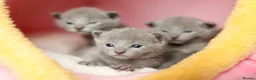 Russian Blue cats for sale: TICA Reg Boutique Russian Blue Kittens  - Advert 24