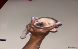 Pug dogs for sale: Beautiful kc registered Pug puppies - Image 11
