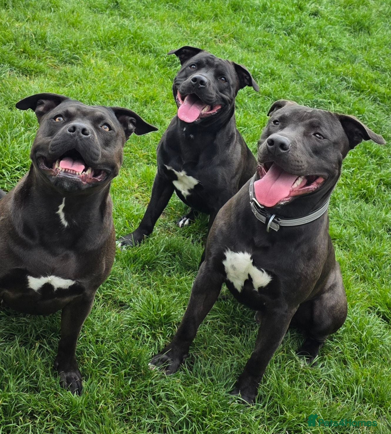 Mixed Breed dogs Thanos - Advert 2