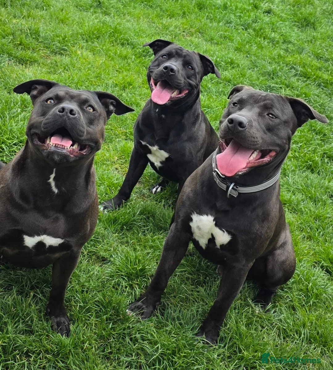 Mixed Breed dogs for sale: Thanos - Advert 1