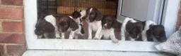 English Springer Spaniel dogs for sale: 7 gorgeous working springer spaniels  - Advert 12