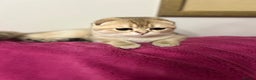 Scottish Fold cats for sale: Beautiful Gold chinchilla girl - Advert 18