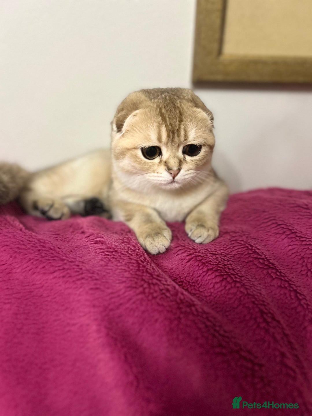 Scottish Fold cats for sale: Beautiful Gold chinchilla girl - Image 19