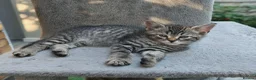 Mixed Breed cats for sale: Bengal Marble & Turkish Agora - Advert 7