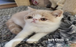 Exotic cats for sale: Registered Brothers  - Image 18