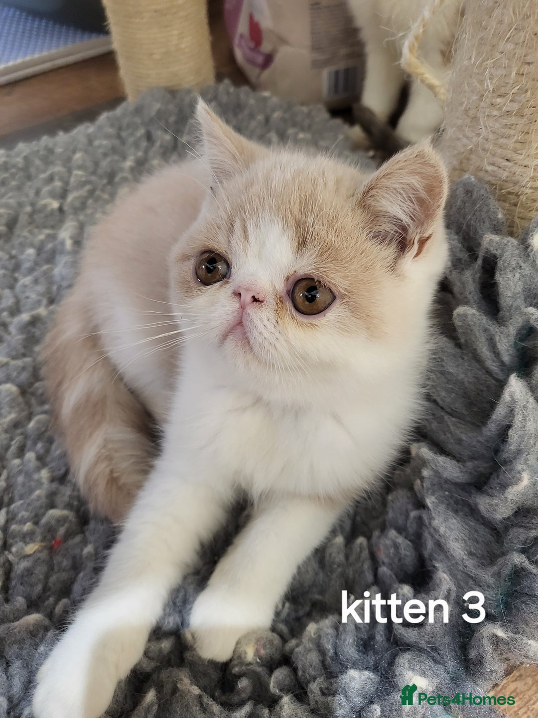 Exotic cats for sale: Registered Brothers  - Image 18