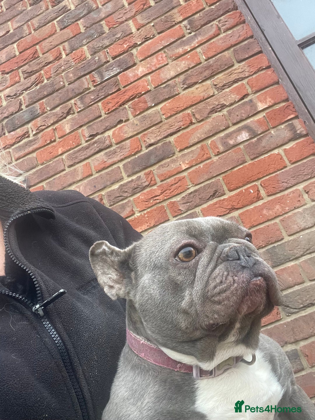 French Bulldog dogs for sale: Frenchie female - Advert 3