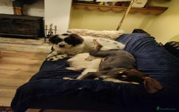 Coonhound dogs for adoption: Hound like loving Mike  - Advert 9