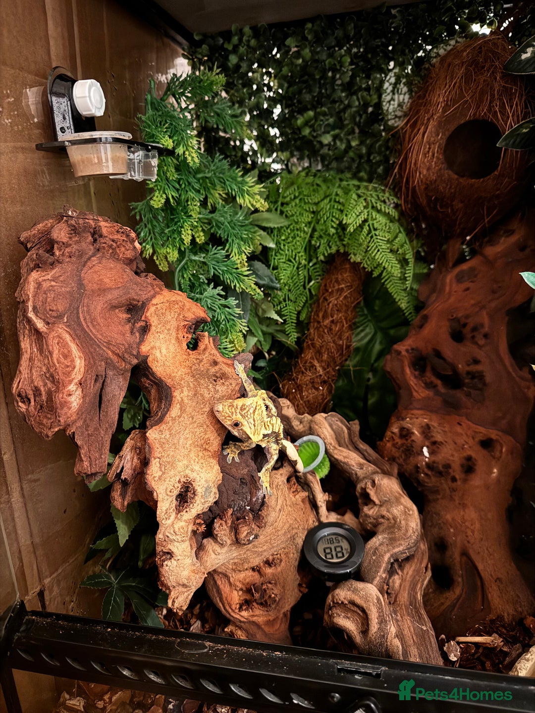 Gecko reptiles for sale: Fire Pinstripe Morph Crested Gecko - Advert 10