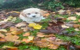 Poochon dogs for sale: Beautiful F1 Poochons - Image 5