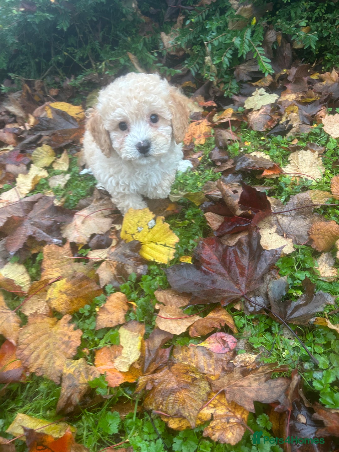 Poochon dogs for sale: Beautiful F1 Poochons - Image 5