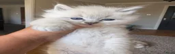 Ragdoll cats for sale: Ragdoll littens in Leven - Advert 13