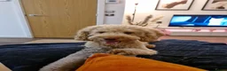 Miniature Poodle dogs for stud: Handsome Apricot Miniature Poodle – Proven Stud 🐩 - Advert 8