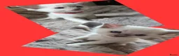 Ragdoll cats for sale:  🏆GCCF REG. EXTENSIVELY TESTED RAGDOLL KITTENS 🌟 - Advert 38
