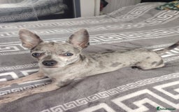 Chihuahua dogs for stud: Chihuahua for stud, grey merle - Image 1