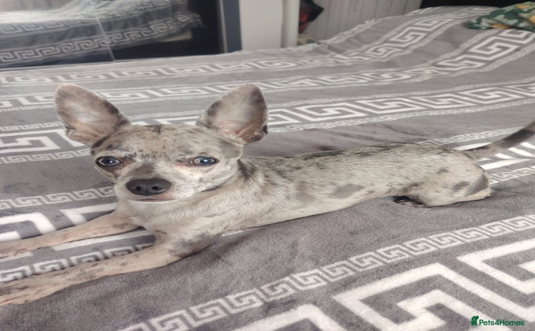 Chihuahua dogs - Advert 5