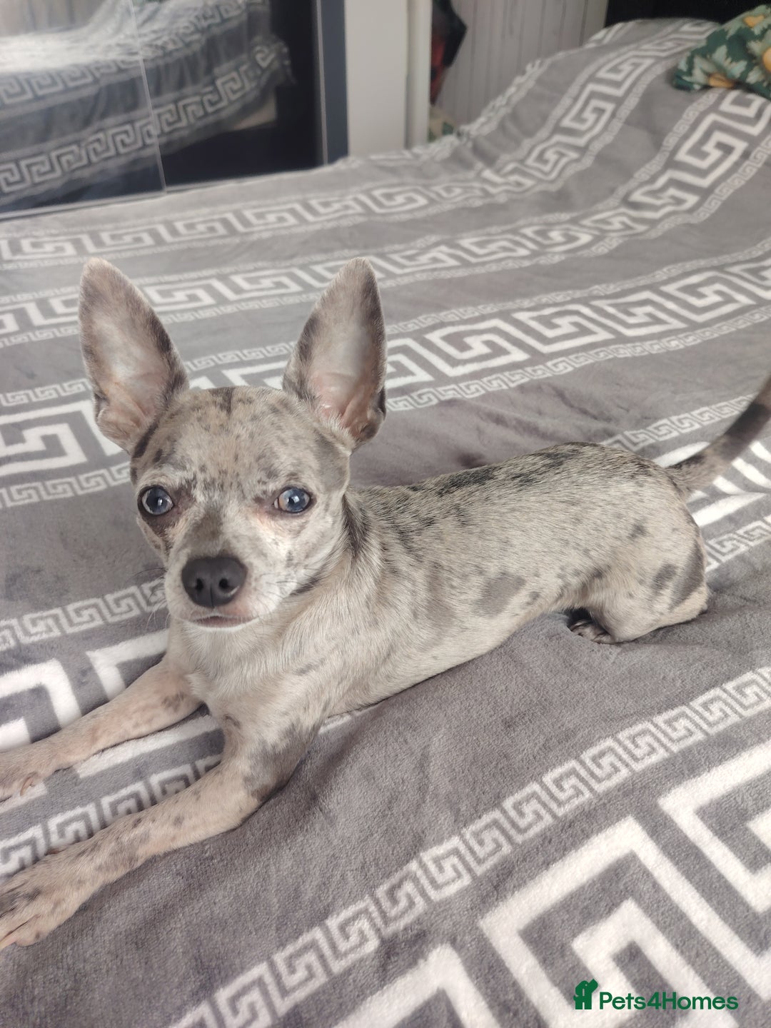 Chihuahua dogs for stud: Chihuahua for stud, grey merle - Image 1