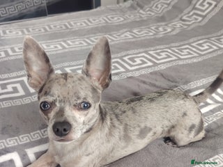 Chihuahua dogs - Advert 5