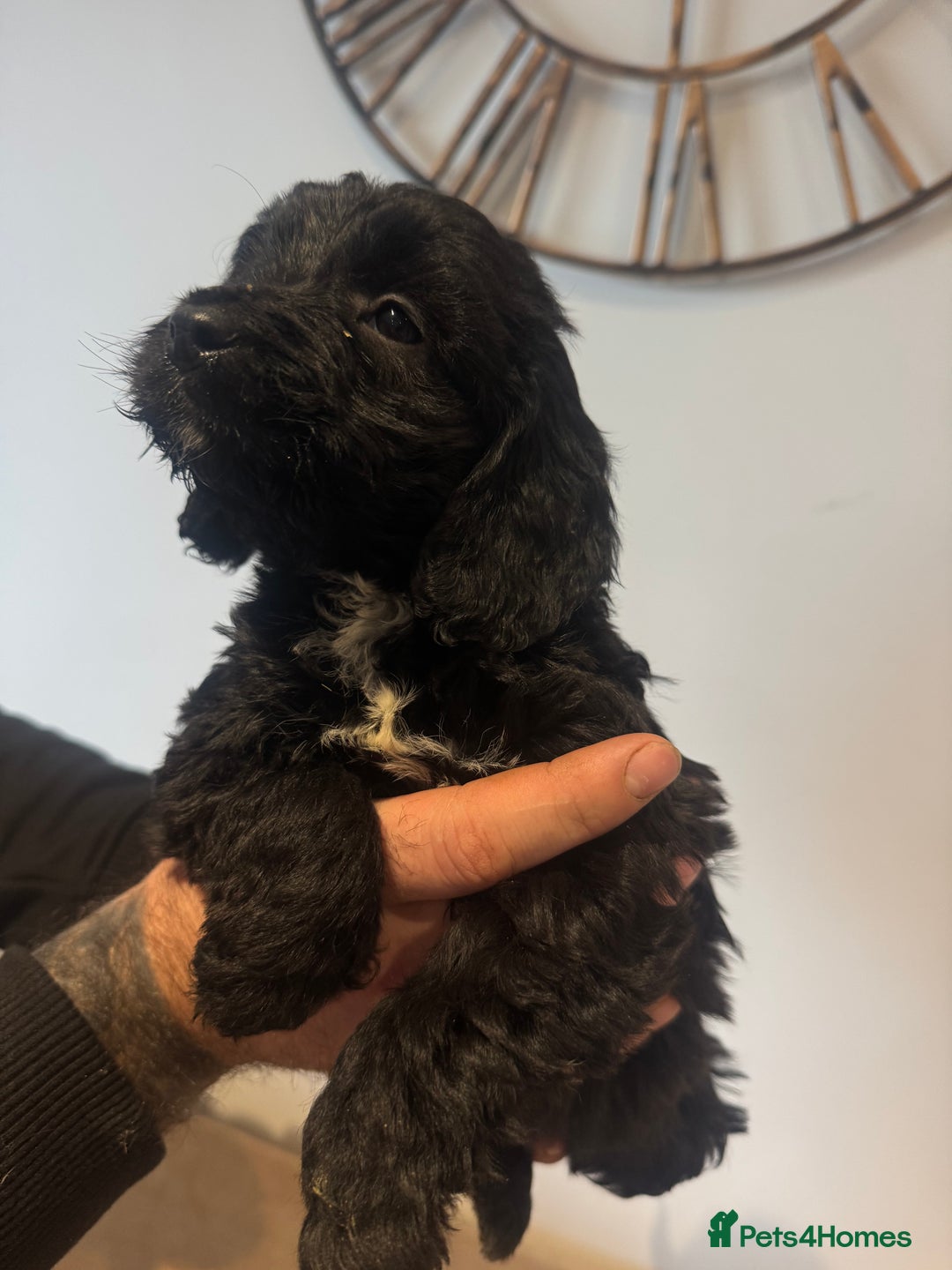 Cockapoo dogs for sale: Gorgeous F1 cockapoos 2 x red&white 4 x black  - Advert 5