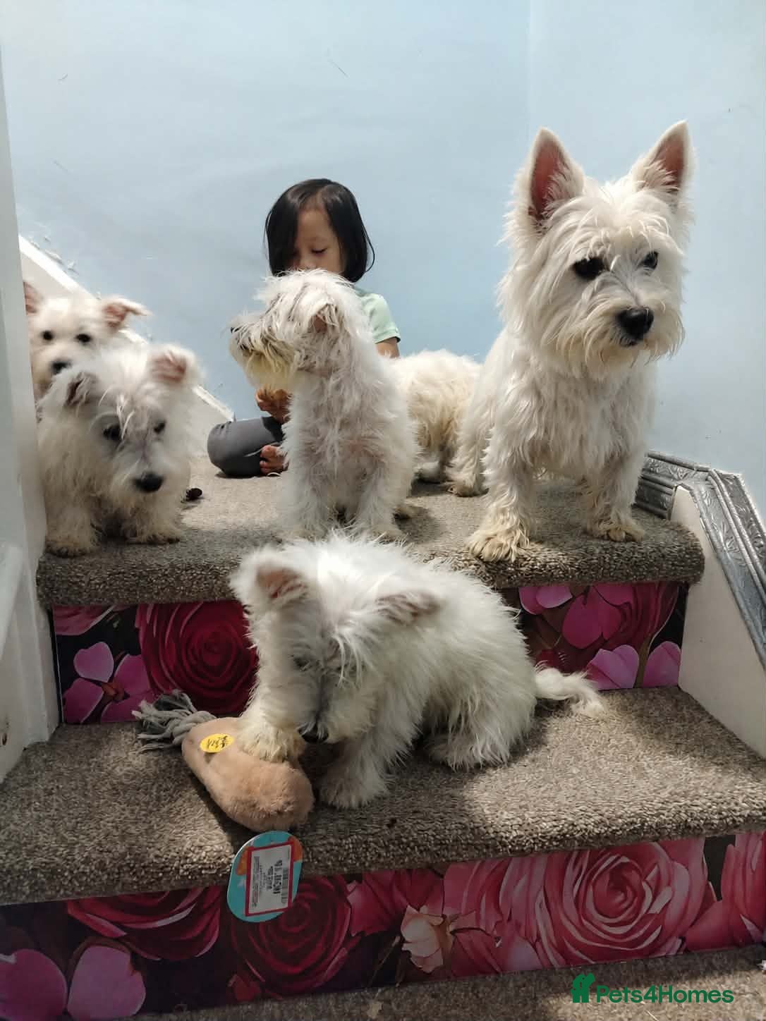 West Highland Terrier dogs Westie puppies available  - Advert 2