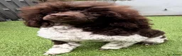 Labradoodle dogs for sale: Beautiful Chocolate Labradoodles  - Advert 13